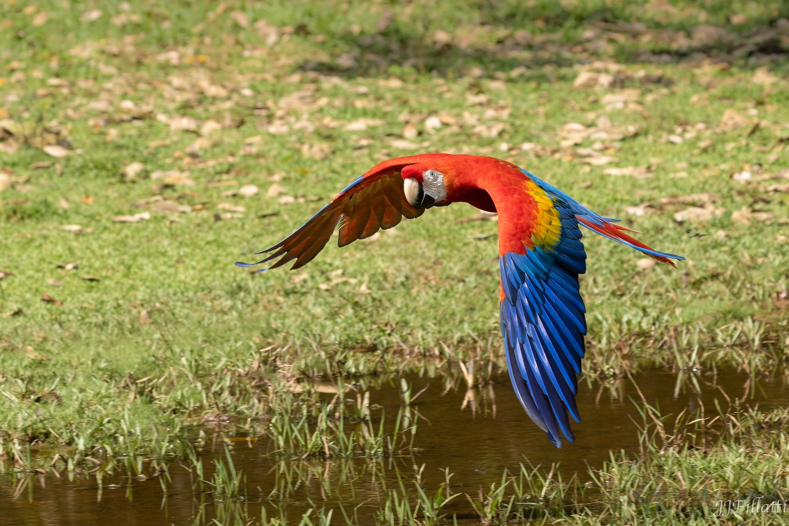 bird of Costa Rica image 34